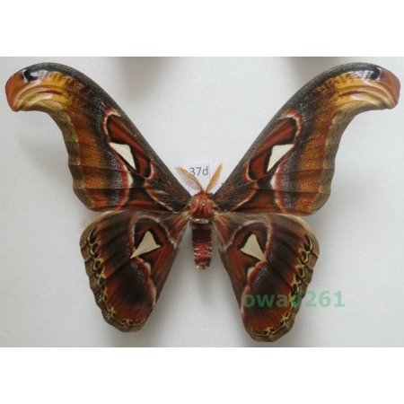 Attacus atlas Linnaeus, 1758 male ex. ovo Thailand 170mm37d